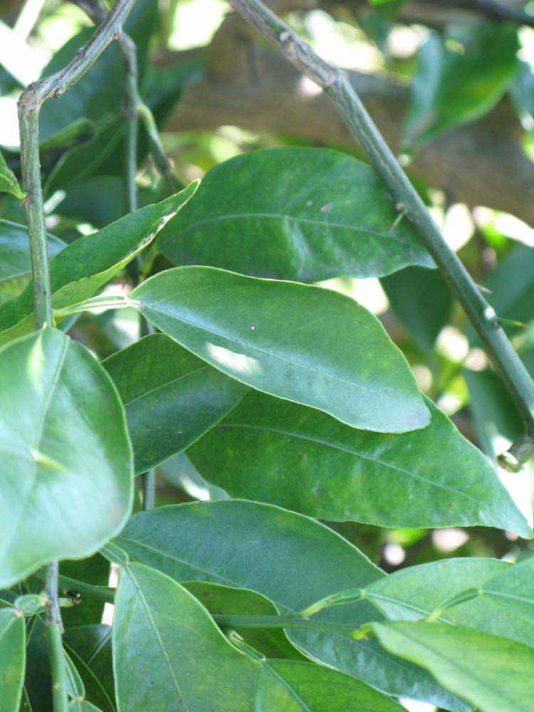              Shade leaves (Winter Haven, FL)       